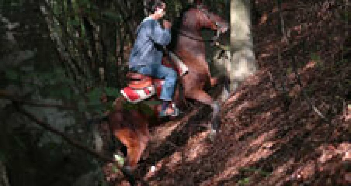 Jahanje konja - terensko jahanje konja