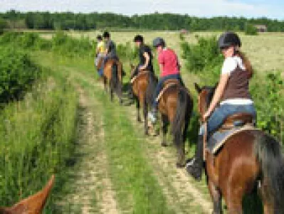 Horseback riding - trotting in the woods