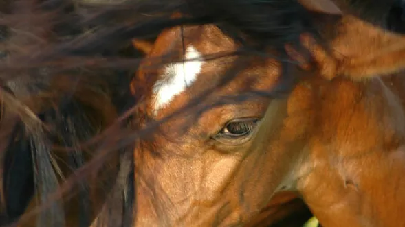 Geronimo community - I love horses - members and friends