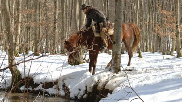 Dogs and horseback riding